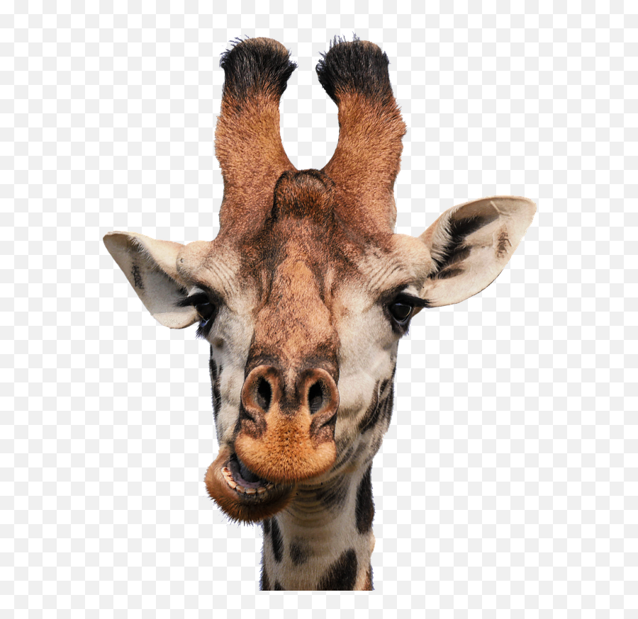 Giraffe Animal Face Sticker By Margarita - Blowing Bubble Gum Giraffe With Glasses Emoji,Giraffe Emoji Face