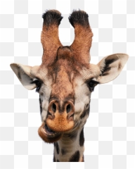 Giraffe Animal Face Sticker By Margarita - Blowing Bubble Gum Giraffe With Glasses Emoji,Giraffe Emoji Face