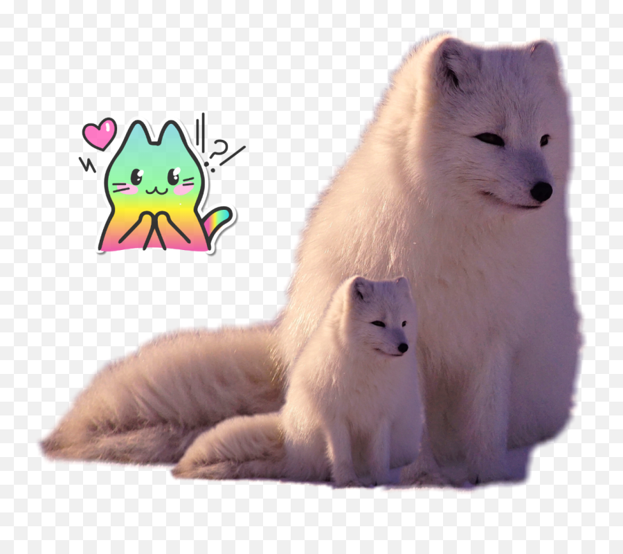 The Most Edited Yael Picsart - Arctic Fox Emoji,Arctic Fox Laughing Emoji