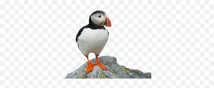 700 Free Clown U0026 Clown Fish Photos - Pixabay Atlantic Puffin Emoji,Puffin Emoji