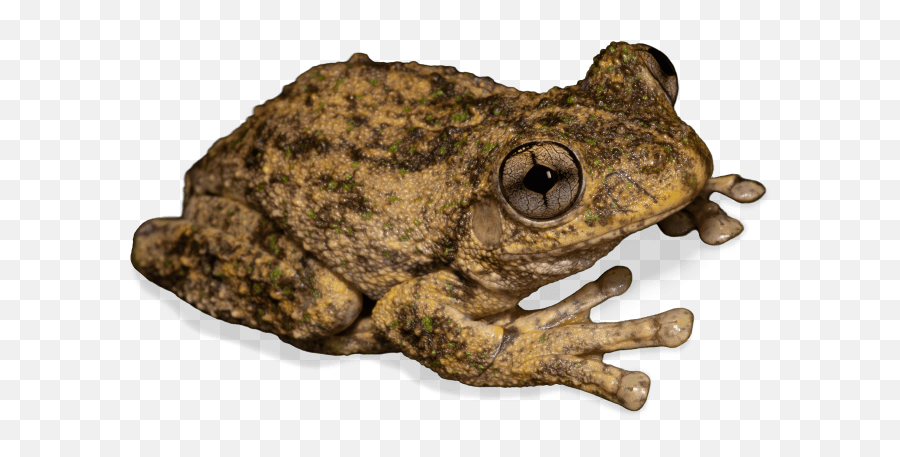 Peronu0027s Tree Frog Litoria Peronii Mccall Wildlife - Toads Emoji,Spadefoot Toad Emotion