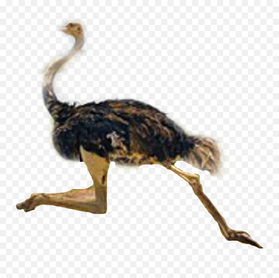 Ostrich Sticker - Ostrich Running Emoji,Ostrich Emoji