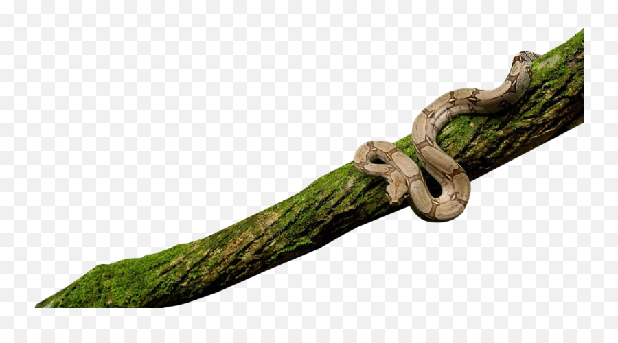 Snake On Tree Psd Official Psds Emoji,Snake Emoji Pg