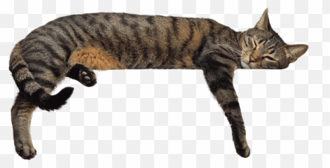 Cat Diapers - Disposable Cat Diapers Planet Urine Emoji,Cat Emoji In Breaking Point