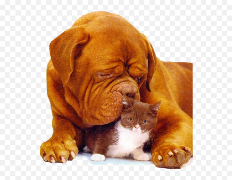 Pets Pet Lovepets Dog Dogs Cat Sticker By - Wlkanja Dogue De Bordeaux Emoji,Dog And Cat Emoji