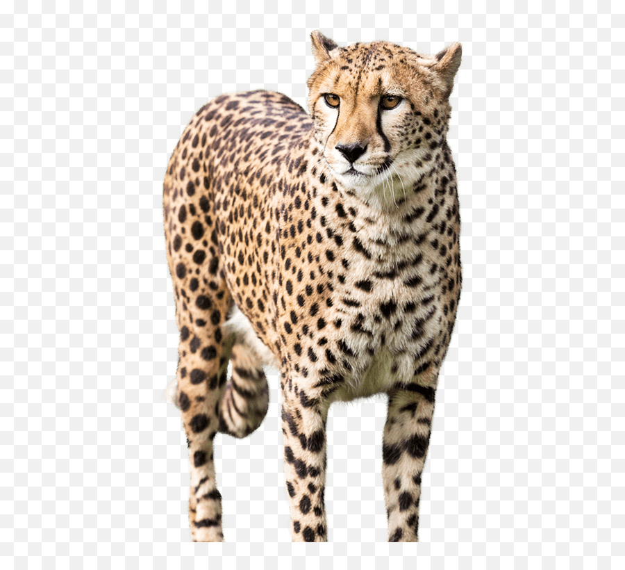 Cheetah Cheetahs Sticker By Mapache Holográfice - Cheetah Png Emoji,Cheetah Emoji