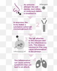 Asthma Drugs Mechanism Of Action - Asthma Lung Disease Xolair Asthma Emoji,Medscape Mayo Clinic Emojis