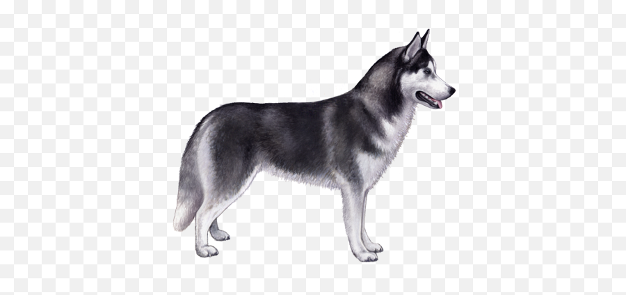 Siberian Husky Facts - Siberian Husky On A Transparent Background Emoji,Husky Stages Of Emotion