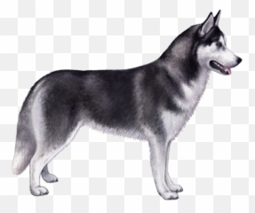 Siberian Husky Facts - Siberian Husky On A Transparent Background Emoji,Husky Stages Of Emotion