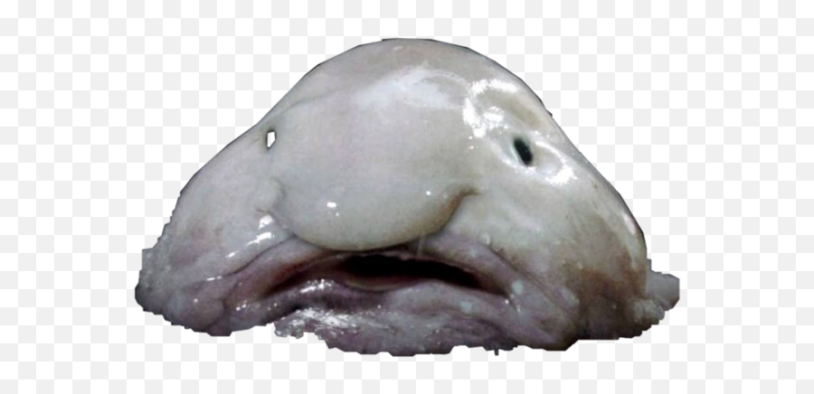 Blobfish Sticker - Weird Blob Png Emoji,Blobfish Emoji