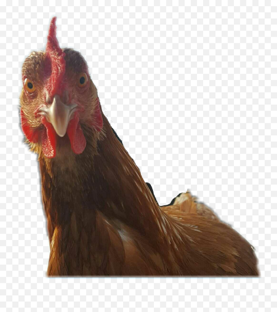 Trending Hen Stickers - Comb Emoji,Rooster + Chicken Leg Emoji