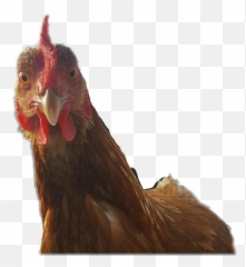 Trending Hen Stickers - Comb Emoji,Rooster + Chicken Leg Emoji