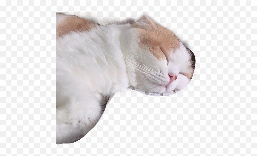 Interesting Art Cat Aesthetic Sticker - Cat Emoji,Cat Emoji Keyboard