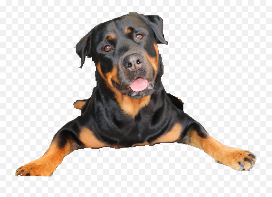 Rottweiler Sticker - Rottweiler Png Images Clipart Emoji,Rottweiler Emoji