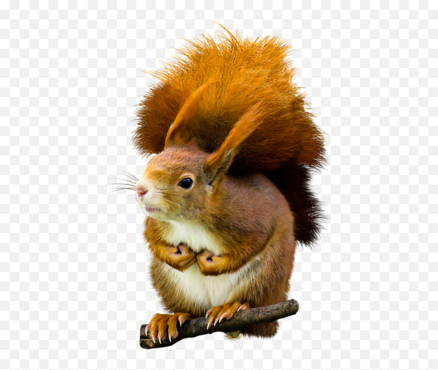 Animals Animal Squirrel Squirrels - Red Squirrel Emoji,Red Squirrel Emoji