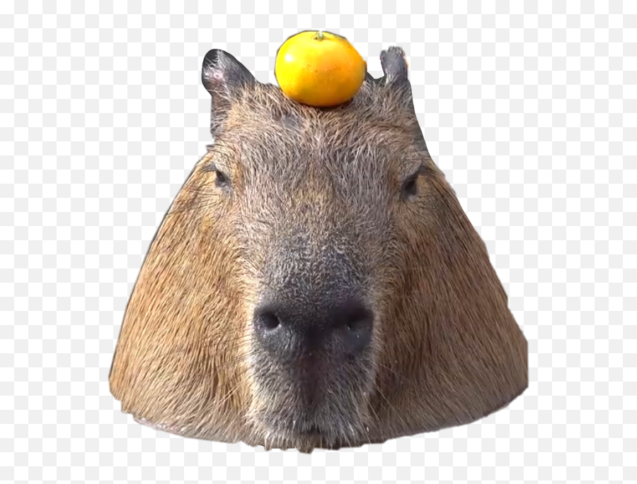 The Most Edited - Capybara Buddha Emoji,Capybara Emoji