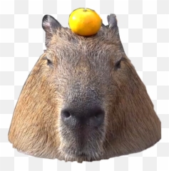 The Most Edited - Capybara Buddha Emoji,Capybara Emoji