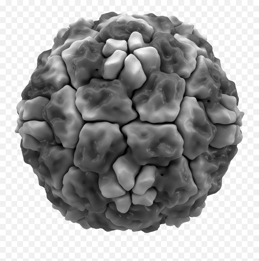 Common Cold - Wikipedia Rhinovirus Vs Coronavirus Emoji,Medscape Mayo Clinic Emojis