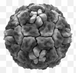 Common Cold - Wikipedia Rhinovirus Vs Coronavirus Emoji,Medscape Mayo Clinic Emojis