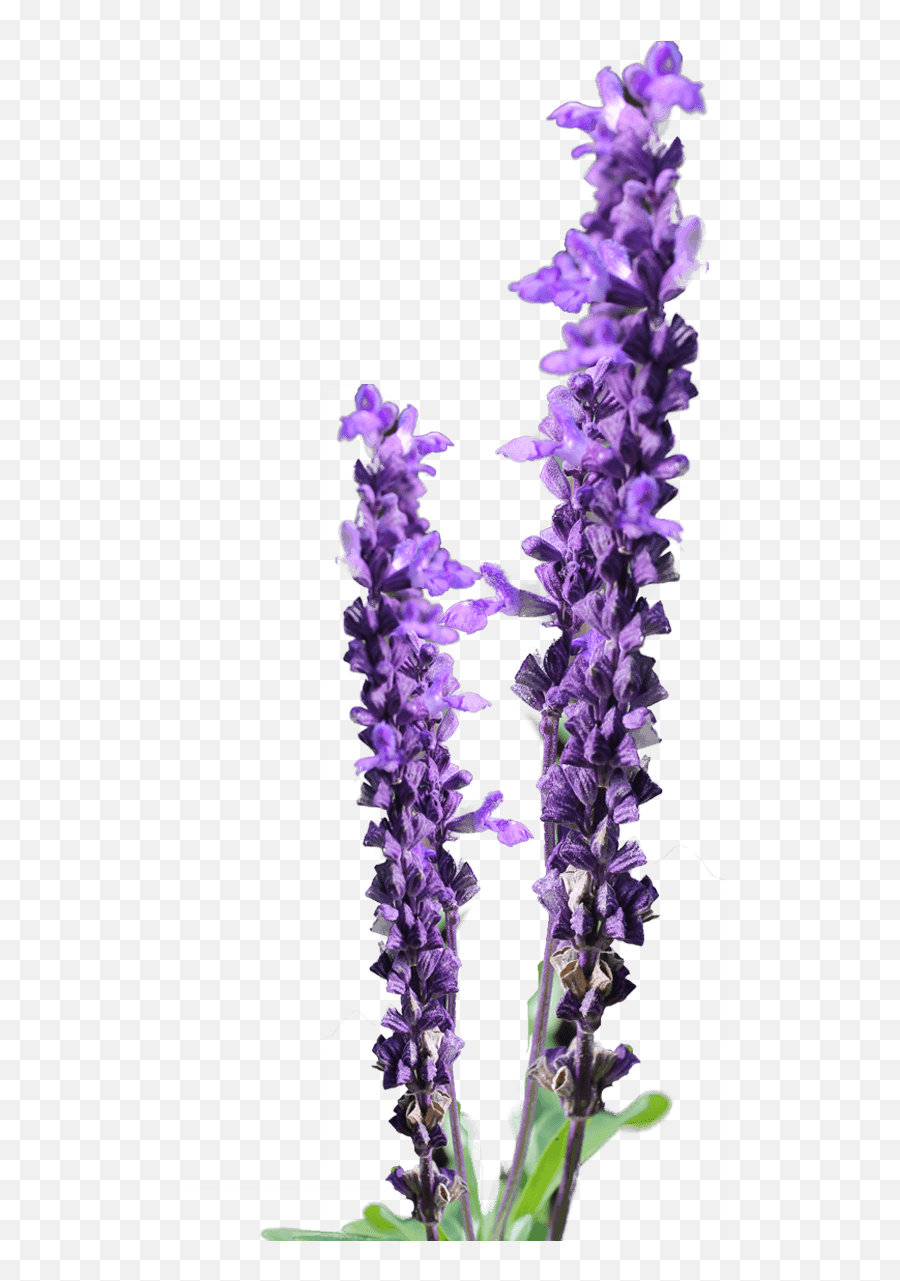 Lavender Flower Clip Art Free - Lavender Flower For Png Emoji,Lavander Backround With A Emoji
