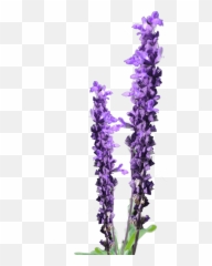 Lavender Flower Clip Art Free - Lavender Flower For Png Emoji,Lavander Backround With A Emoji