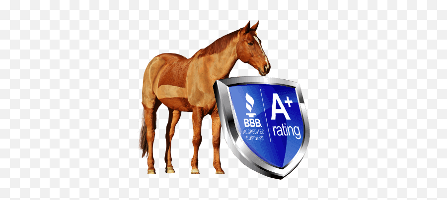 North Texas Equestrian Center Inc - Transparent Horse Png Emoji,Emotion Horse Rider Metaphor