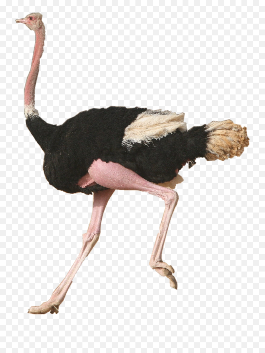 Discover Trending - Common Ostrich Emoji,Ostrich Emoji