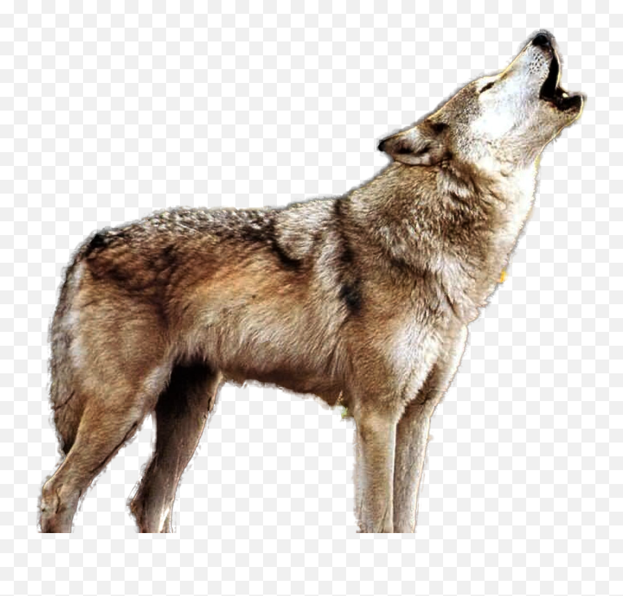 Dog Illustration - Howling Wolf Png Download 19201200 Emoji,Howling Wolf Facebook Emoticon