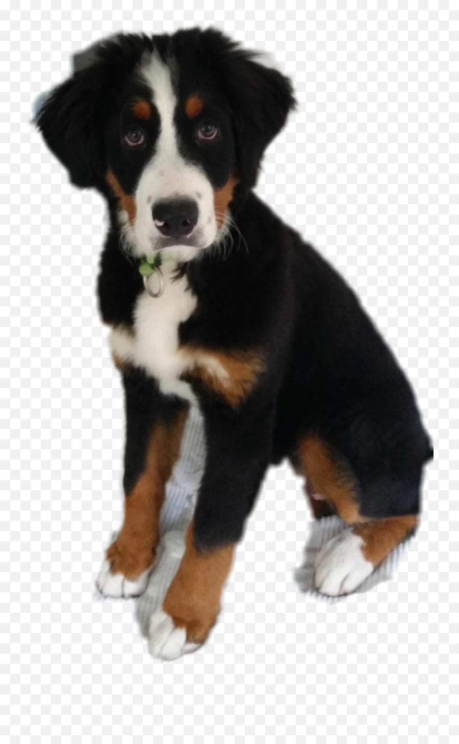 Babyhundelliesweetsticker Sticker - Vulnerable Native Breeds Emoji,Bernese Mountain Dog Emoji