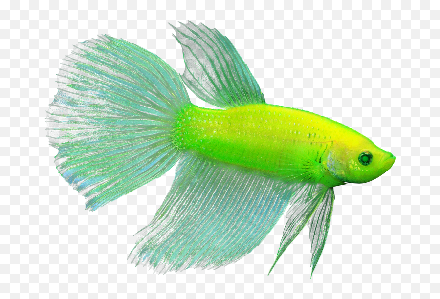 Most Popular Fish At Nautilus Pet Age - Glofish Betta Emoji,Facebook Emoticons Hit With Fish