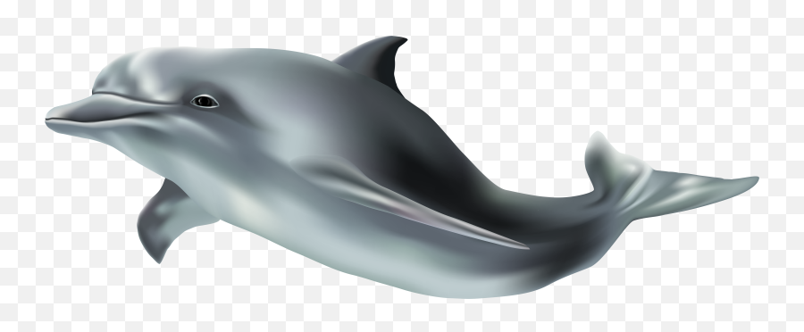 Mean Dolphin - Dolphin Png Emoji,Miami Dolphins Emoji