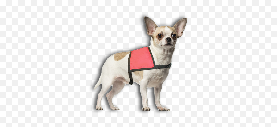 Jeff The Dog Surreal Memes Wiki Fandom - Dog Clothes Emoji,Surreality Emotions