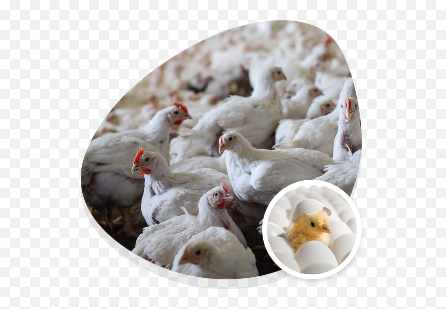 Hen House Pullets - Shimoga Al Arif Chicken Emoji,Facebook Emotions Chickens