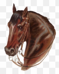 Horse Images Ideas - Halter Emoji,Horses Emotion Illustration
