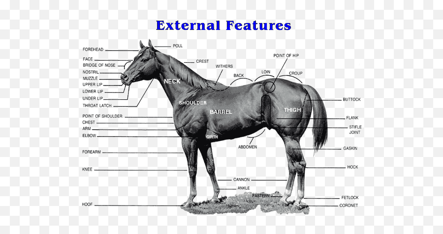 Horse Anatomy Horses American Quarter - Horse Anatomy Diagram Emoji,Horse Nose Emotion