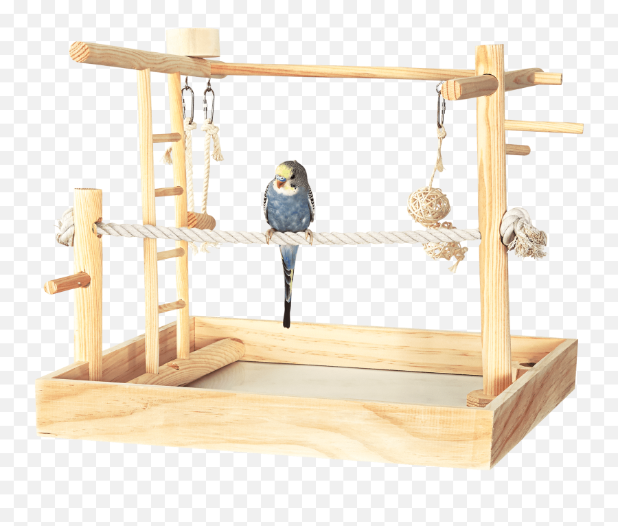 Parakeet Care Sheet How To Care For A Parakeet Petco Emoji,Como Poner Los Emojis Aun Phoenix 5 Youtube