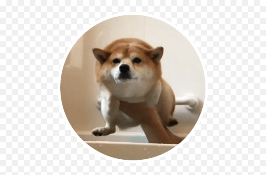 Wholesome Animals Stickers - Live Wa Stickers Emoji,Shiba Inu Emotion