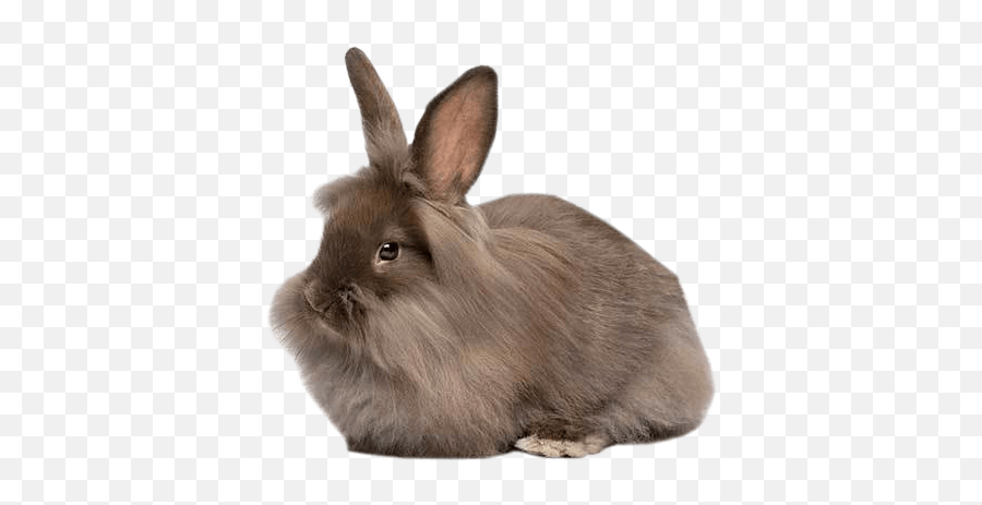 Lionhead Rabbit Health Facts By Petplan Petplan Emoji,Body Language Expert On Tiger: No Emotion