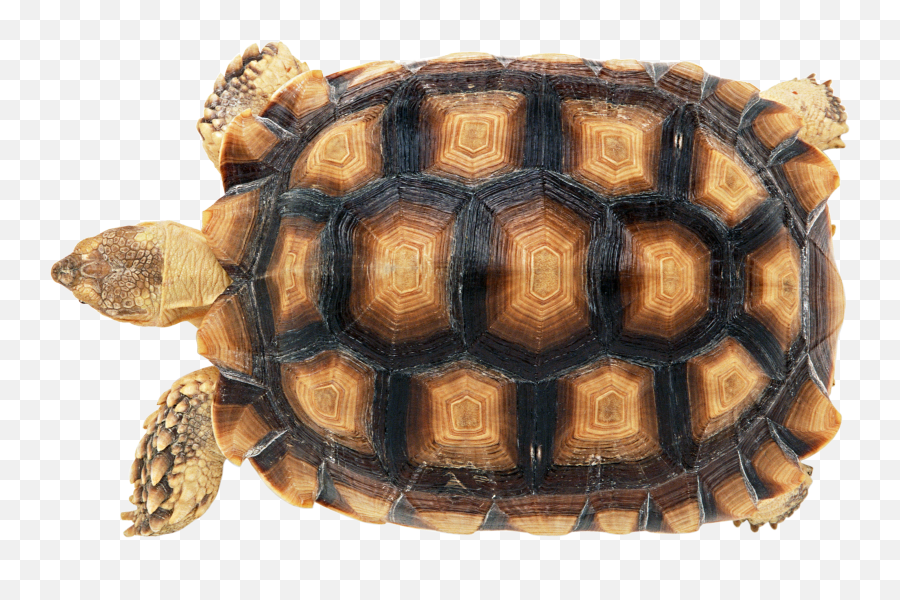 Turtle Png File Hd - High Quality Image For Free Here Emoji,Turle Emoji