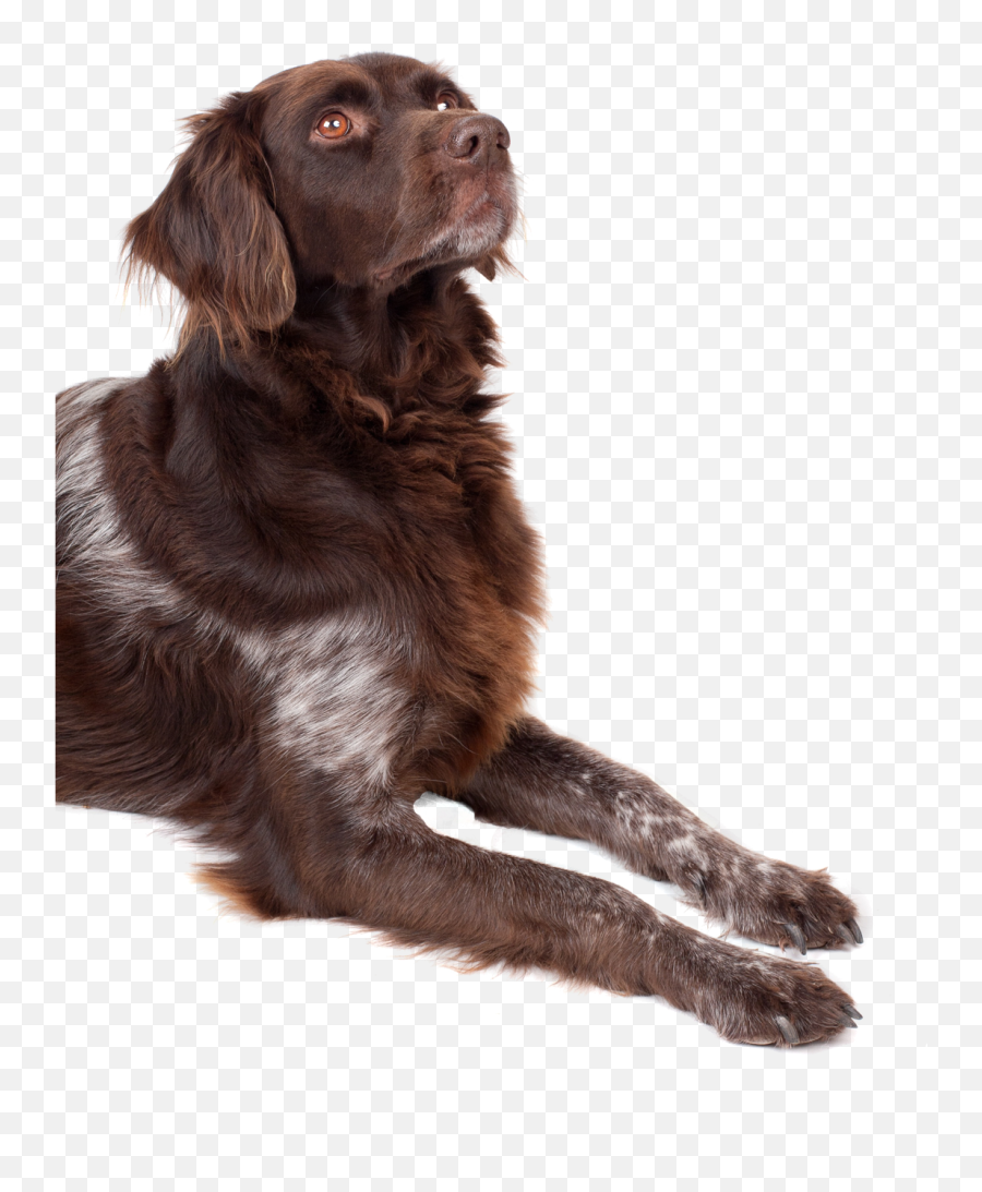 Dog Looking Up Png Image Png Images Animals Dog Face - Dog Looking Up Png Emoji,Snapchat Dog Emoji