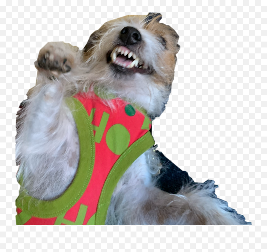 Popular And Trending Guinness Stickers Picsart - Dog Clothes Emoji,Guinness Emoji