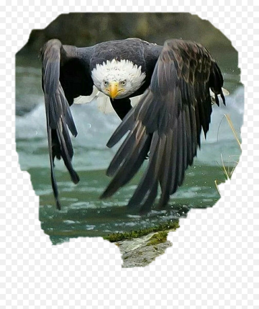 Eaglesnation American Free Eagle - Attaque De L Aigle Emoji,American Eagle Emoji