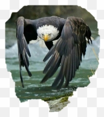 Eaglesnation American Free Eagle - Attaque De L Aigle Emoji,American Eagle Emoji