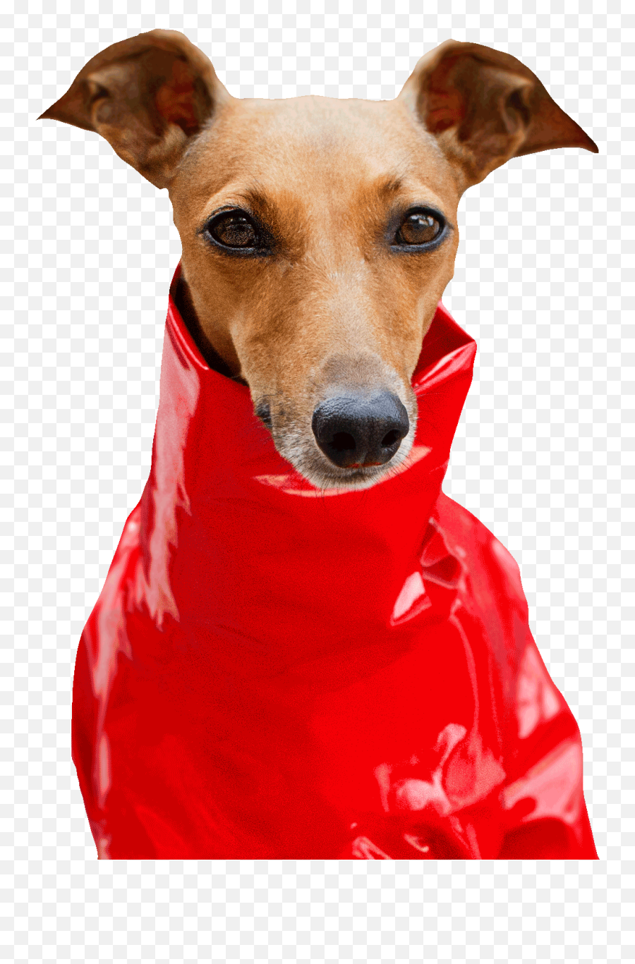 Italian Greyhound Gifs - Dog Clothes Emoji,Greyhound Emoji