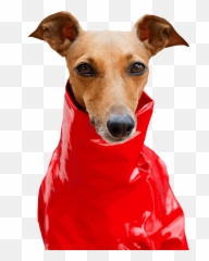 Italian Greyhound Gifs - Dog Clothes Emoji,Greyhound Emoji
