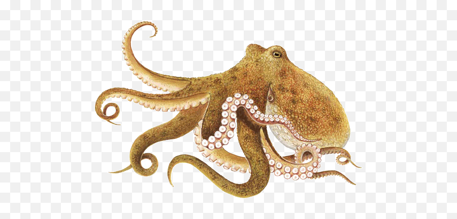 Octopus Png Transparent Free Images - Octopus Transparent Png Emoji,Octopus Changing Color To Match Emotion