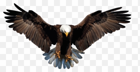 Bald Eagle Png Official Psds - Eagle Png Emoji,Eagle Emoji