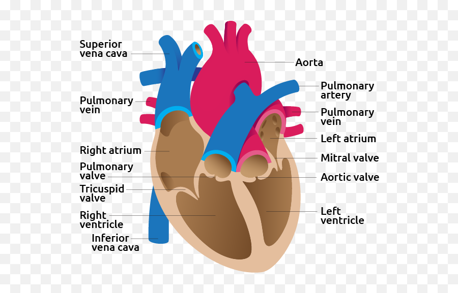 Heart - Functioning Of Heart Emoji,Loveshack.org Heart Emojis Emotional Affair?