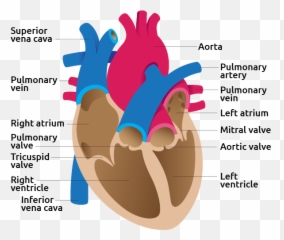 Heart - Functioning Of Heart Emoji,Loveshack.org Heart Emojis Emotional Affair?