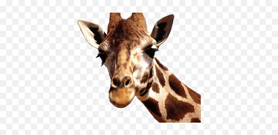 Jirafa Psd Psd Free Download Templates U0026 Mockups - Giraffe Face Emoji,Giraffe Emoji Iphone